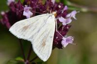Sitochroa palealis