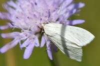 Sitochroa palealis