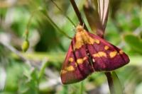 Pyrausta purpuralis