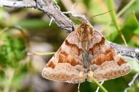 Euclidia glyphica