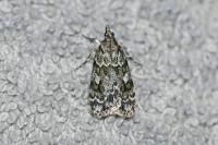 Scoparia basistrigalis
