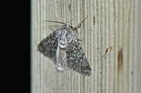 Acronicta euphorbiae