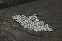Biston betularia