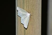 Campaea margaritaria