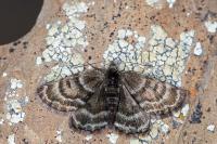 Psodos alticolaria