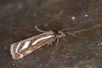 Catoptria luctiferella