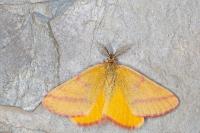 Lythria purpuraria