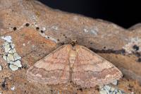 Scopula rubiginata