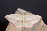 Timandra comae