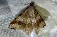Macaria alternata