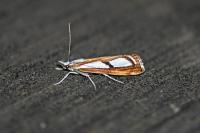 Catoptria gr. permutatellus