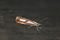 Catoptria gr. permutatellus