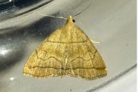 Herminia tarsicrinalis