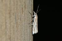 Crambus lathoniellus