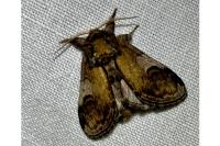 Notodonta ziczac