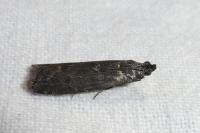 Pyla fusca