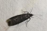 Pyla fusca
