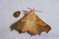 Ennomos fuscantaria