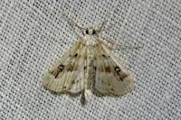 Parapoynx stratiotata