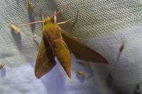 Deilephila elpenor