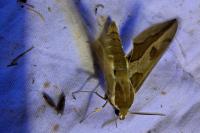 Hyles euphorbiae