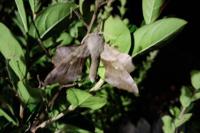 Laothoe populi