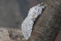 Cerura erminea