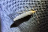 Eilema caniola