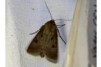 Agrotis exclamationis exclamationis