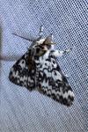 Lymantria monacha