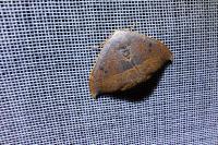 Watsonalla uncinula
