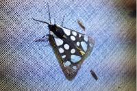 Arctia villica