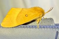 Lasiocampa quercus quercus