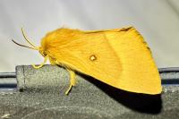 Lasiocampa quercus quercus