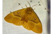 Lasiocampa quercus quercus
