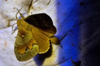 Dendrolimus pini pini