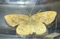 Scopula immorata