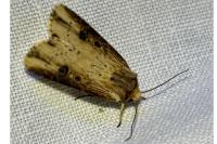 Axylia putris