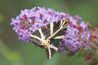 Euplagia quadripunctaria