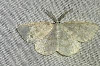 Cabera exanthemata