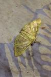 Patania ruralis