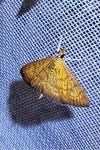 Ecpyrrhorrhoe rubiginalis