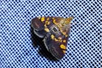 Pyrausta aurata