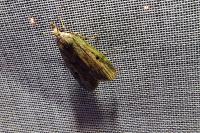 Aphomia sociella