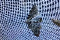 Tephronia sepiaria