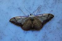 Idaea ostrinaria