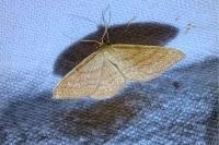 Idaea ochrata
