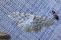 Idaea alyssumata/typicata