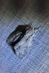 Acronicta psi/tridens