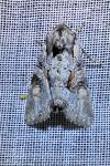 Lacanobia w-latinum